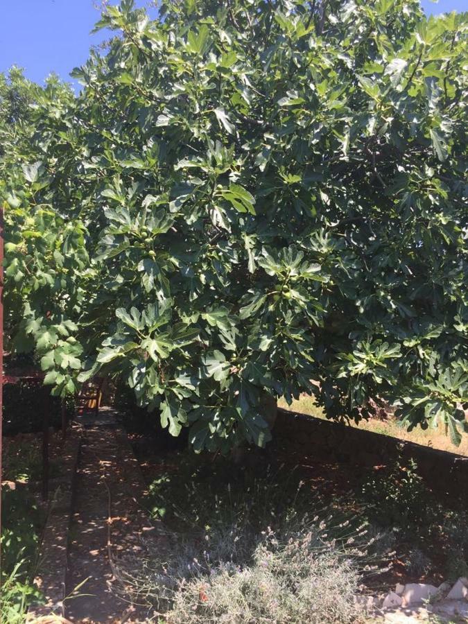 Apartamento Relax Garden Stari Grad  Exterior foto